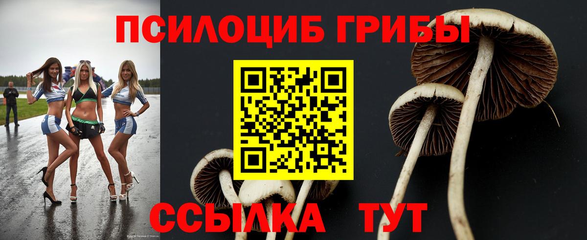 Псилоцибиновые грибы Cubensis Глазов